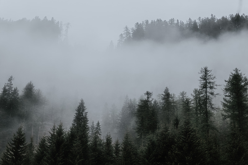 Dimma i skogen, släppa taget.